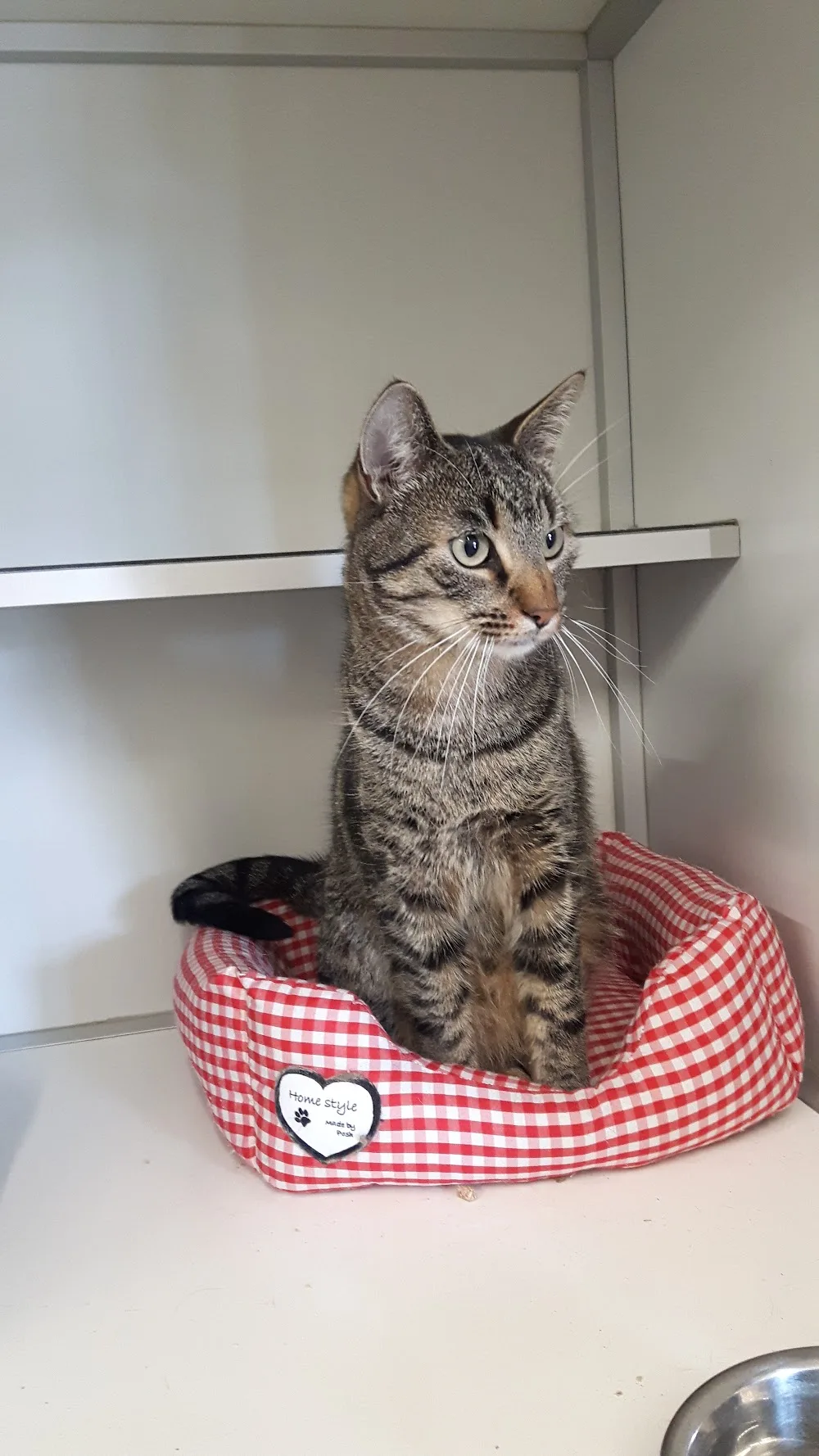Kattenpension en Trimsalon Ventura - Netherlands pet otel görseli 3