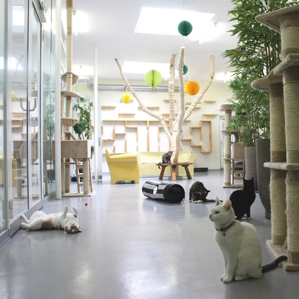 Kattenpension Hilversum - Netherlands pet otel