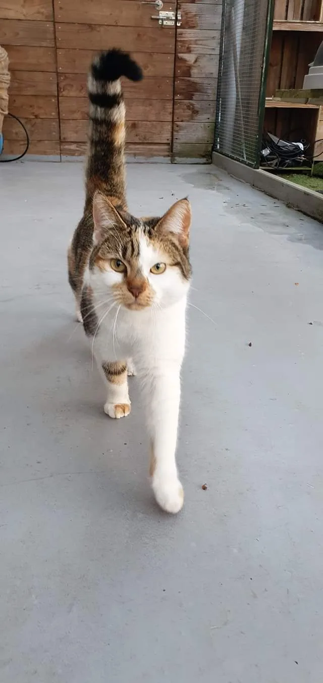 Kattenpension Hilversum - Netherlands pet otel görseli 3