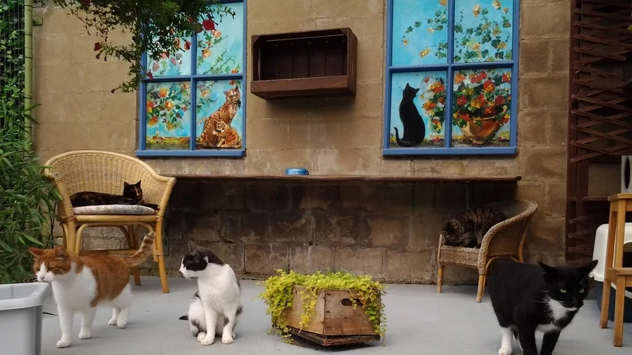 Kattenpension Snorrebaard - Netherlands pet otel