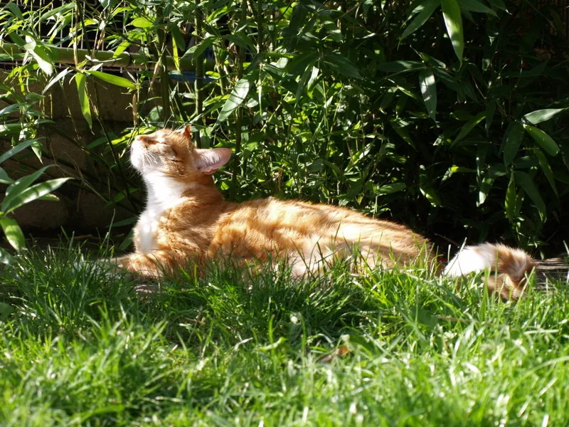 Kattenpension Snorrebaard - Netherlands pet otel görseli 3