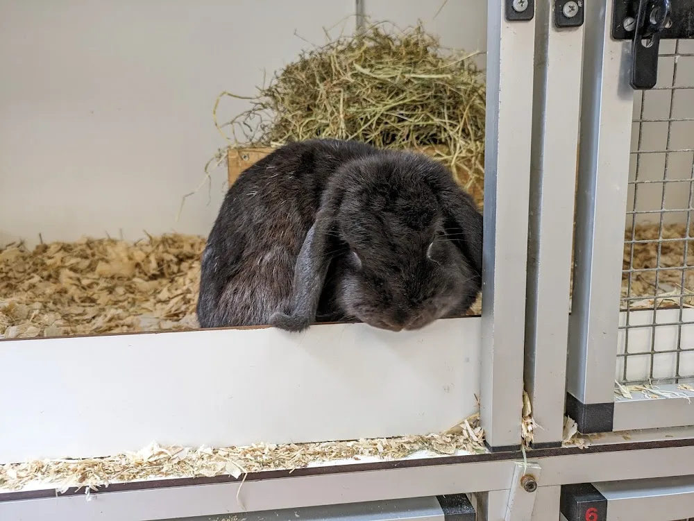 Konijnen- en Knaagdierenopvang Eemland - Netherlands pet otel görseli 2