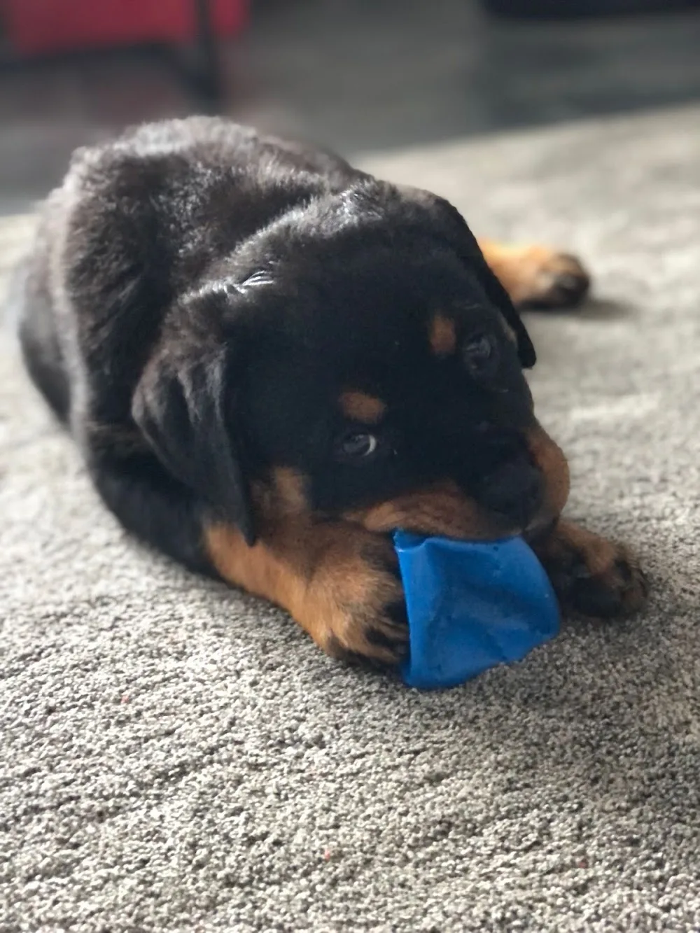 Laarbeekhoeve Rottweilers - Netherlands pet otel