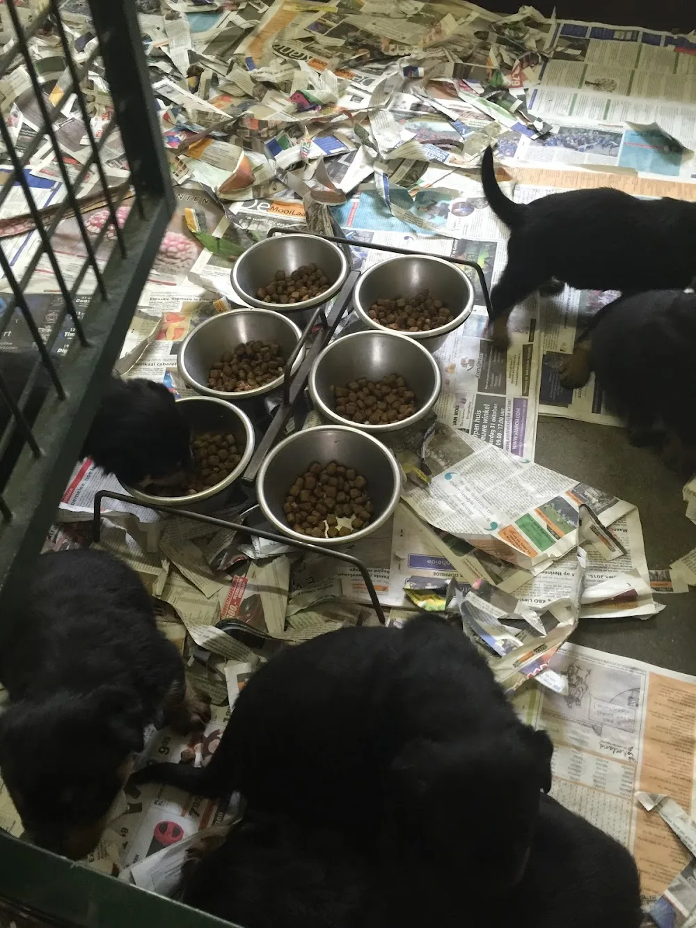 Laarbeekhoeve Rottweilers - Netherlands pet otel görseli 3
