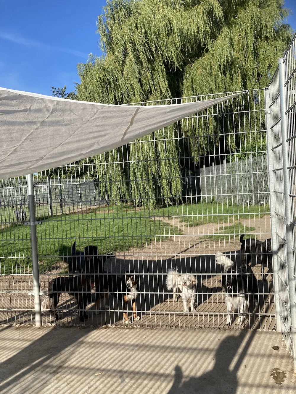 Meenthoeve Dierenpension De - Netherlands pet otel görseli 2