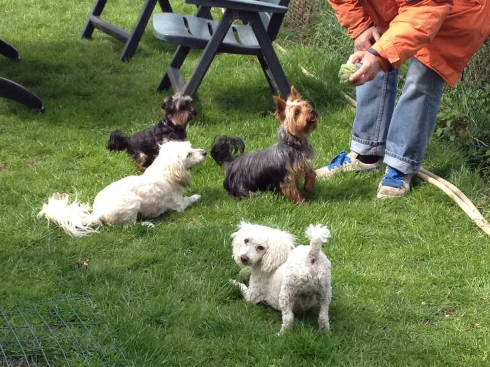 Westie World hondenpension - Netherlands pet otel görseli 2