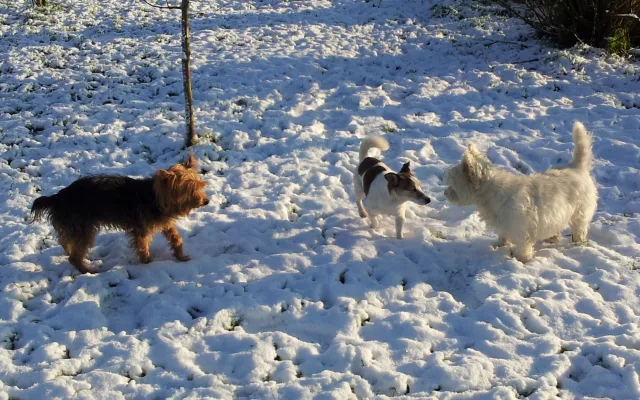 Westie World hondenpension - Netherlands pet otel görseli 3