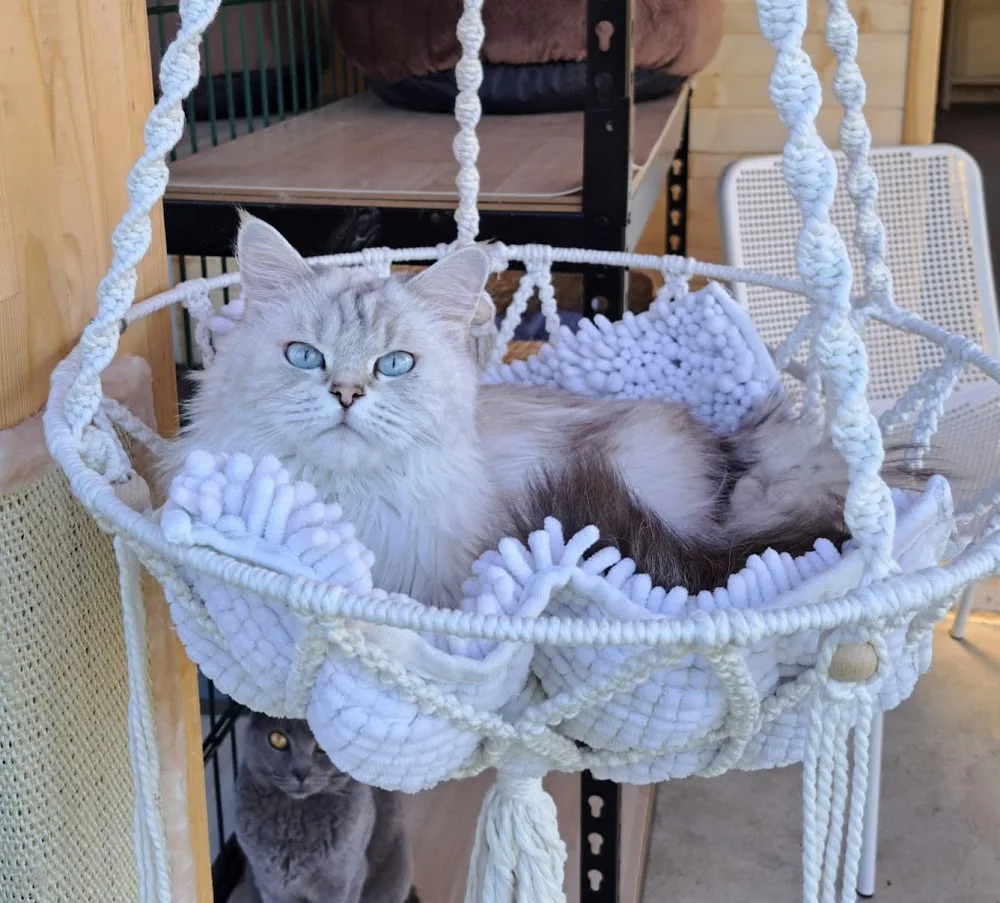 Pension Ô chat'pitre - Neuchâtel pet otel