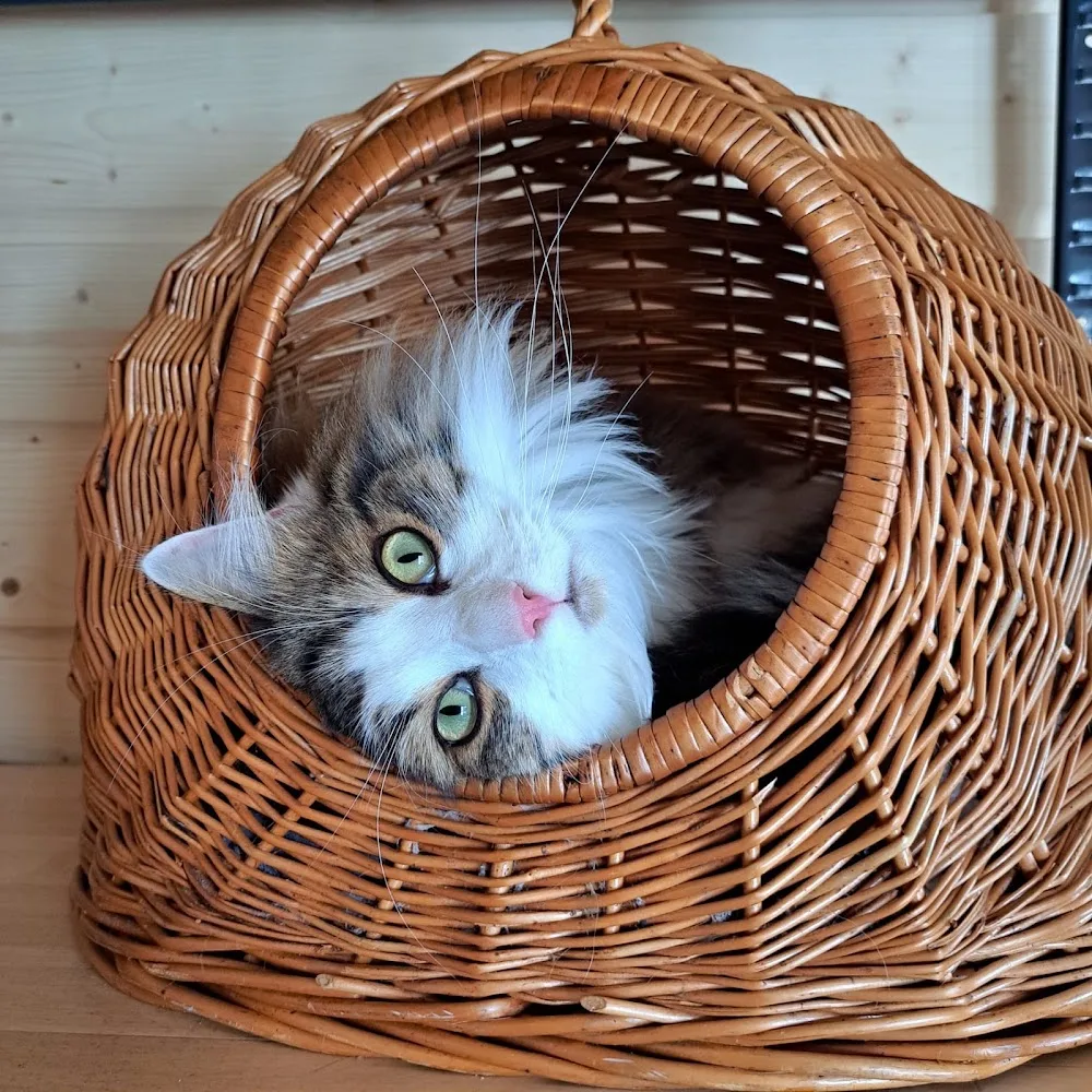 Pension Ô chat'pitre - Neuchâtel pet otel görseli 3