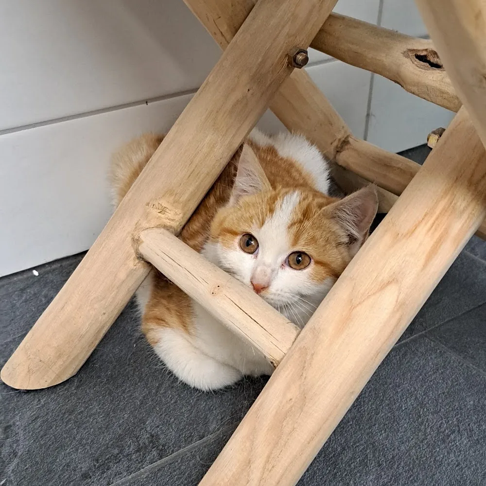 Pension pour animaux - Neuchâtel pet otel