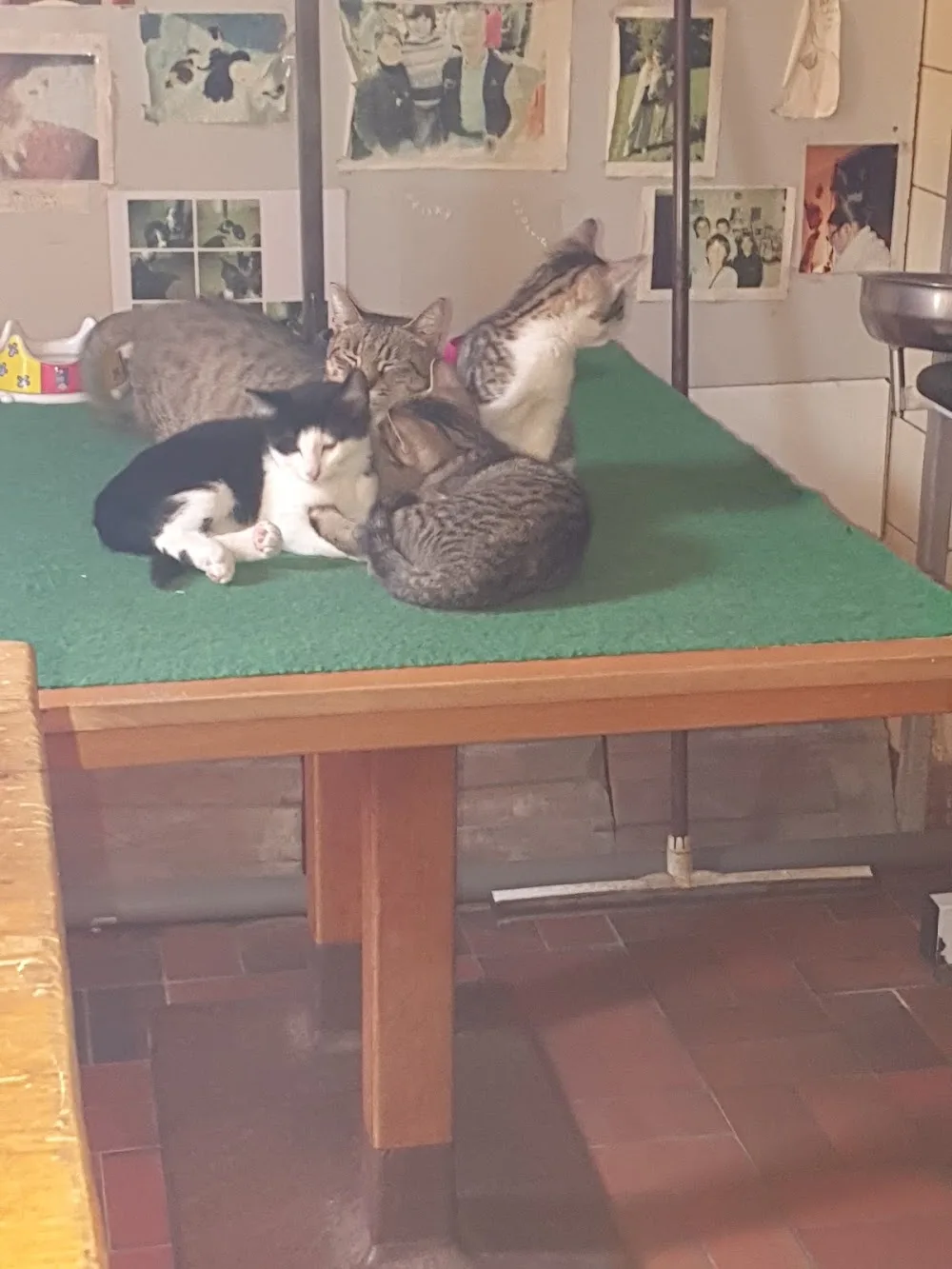 Pension pour petits chiens salon de toilettage Pattoune - Neuchâtel pet otel