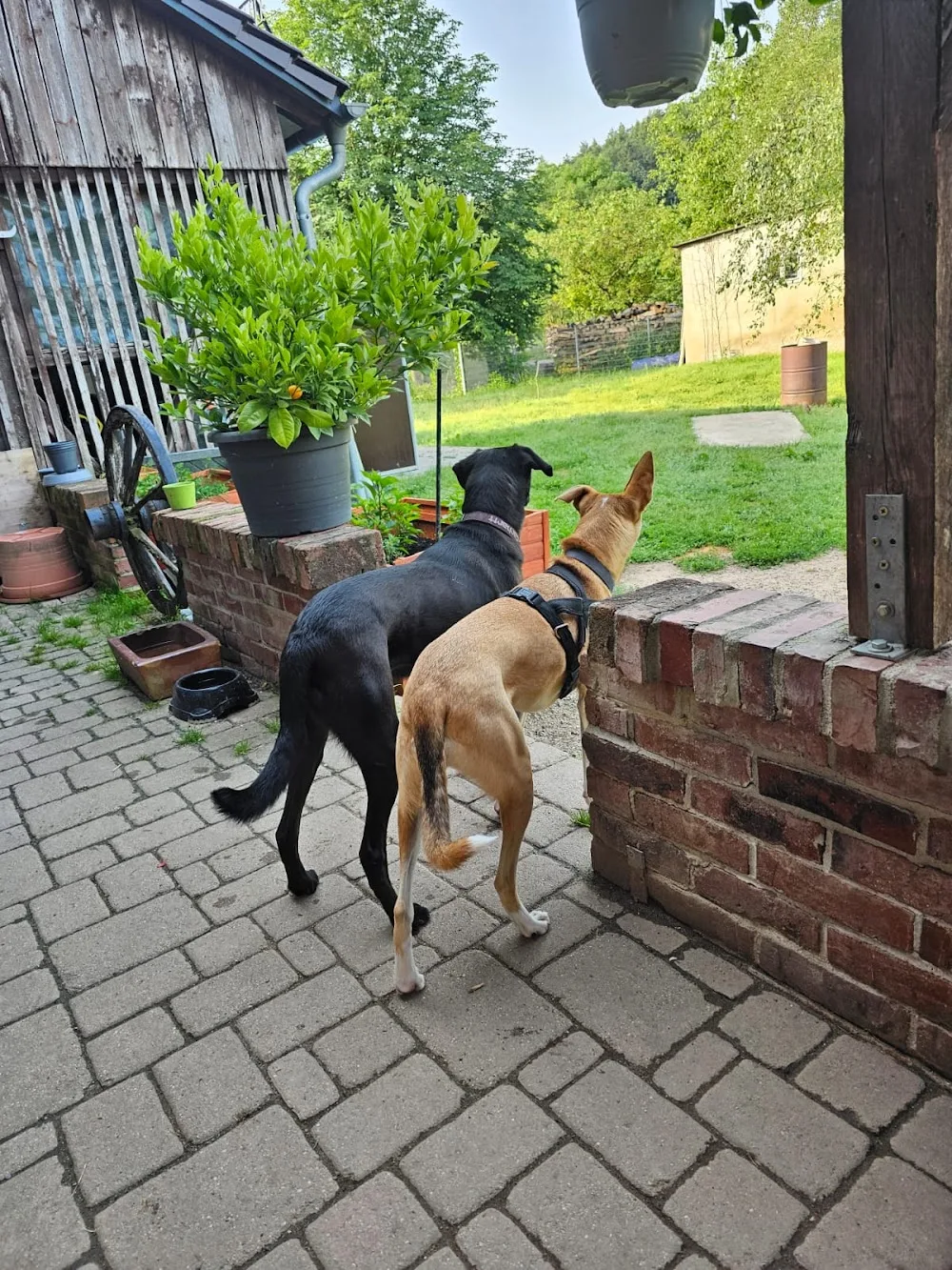 CS-K9 Hundezentrum - Neuhaus am Rennweg pet otel görseli 2