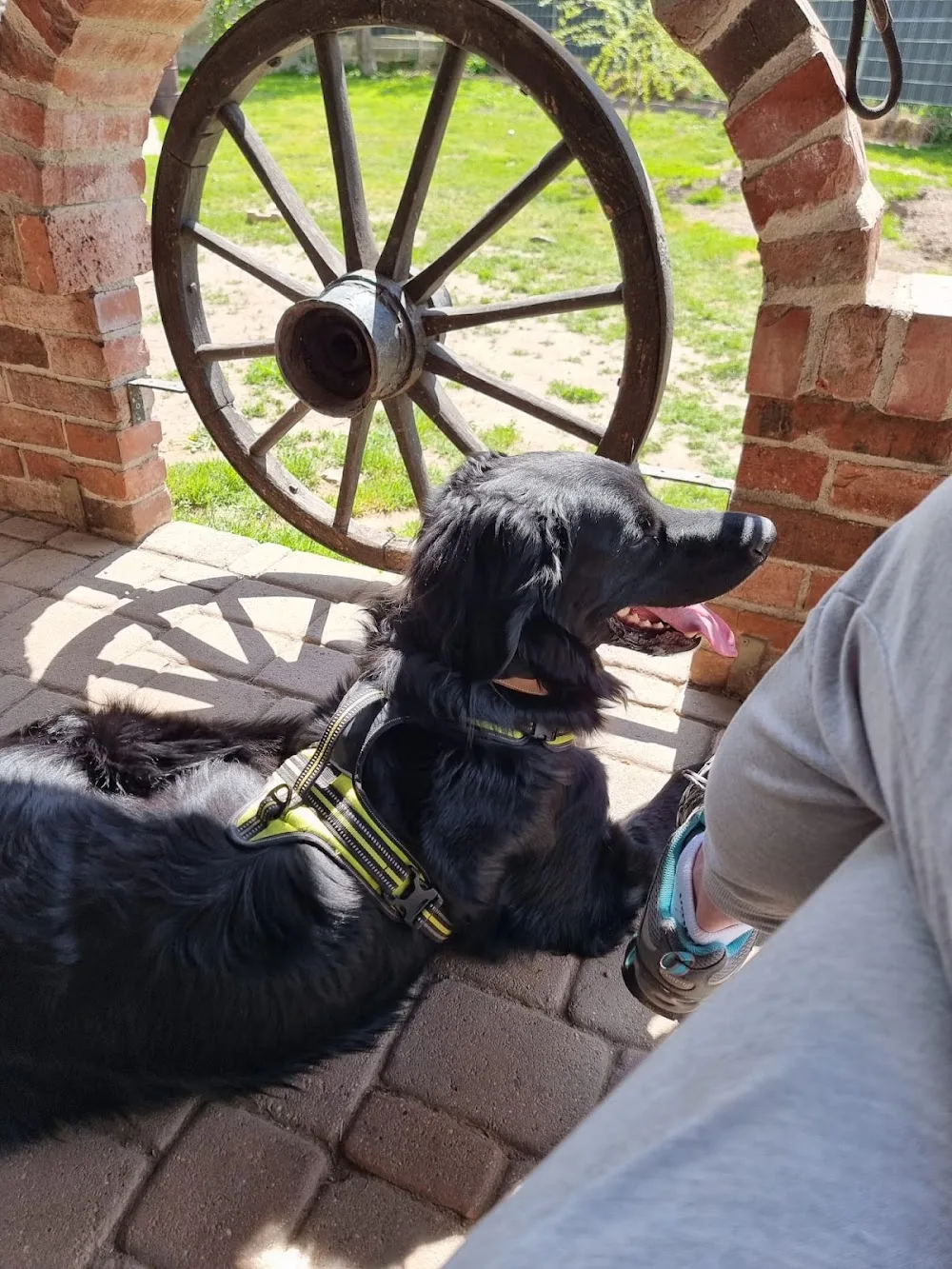 CS-K9 Hundezentrum - Neuhaus am Rennweg pet otel görseli 3