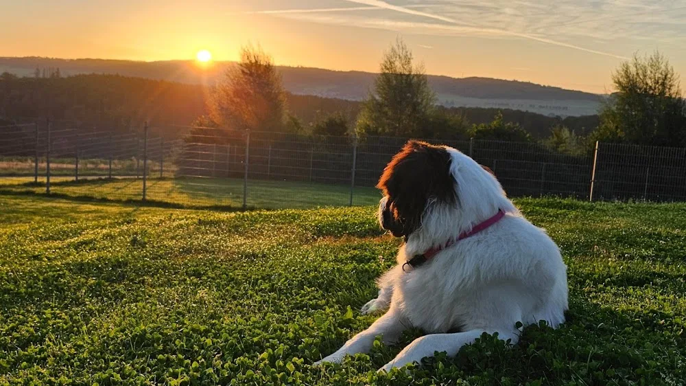 Hundepension Alpenrod - Neuhäusel pet otel