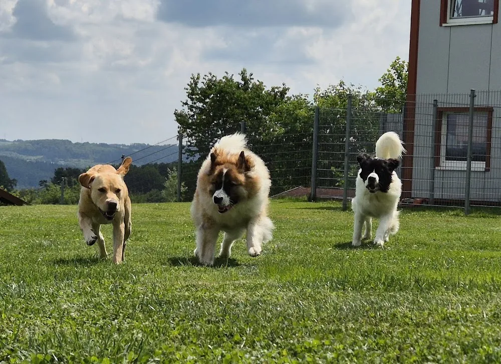 Hundepension Alpenrod - Neuhäusel pet otel görseli 3