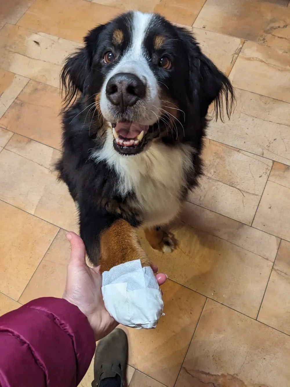 Hundepension Pfötchenferien - Neuhäusel pet otel