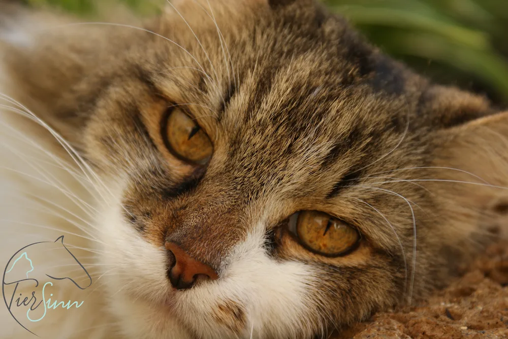 TierSinn e.U. - Tiertraining & Tiergestützte Interventionen - Neusiedl am See pet otel görseli 2