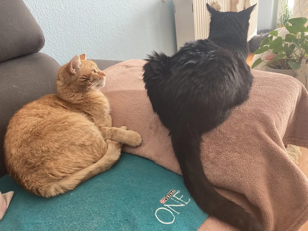 Katzensitting-Pfalz -- Mobile Katzenbetreuung rund um Neustadt/Weinstraße - Neustadt an der Orla pet otel