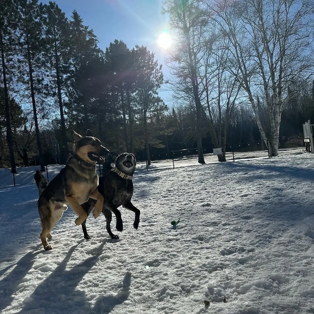 506 Canine Services - New Brunswick pet otel