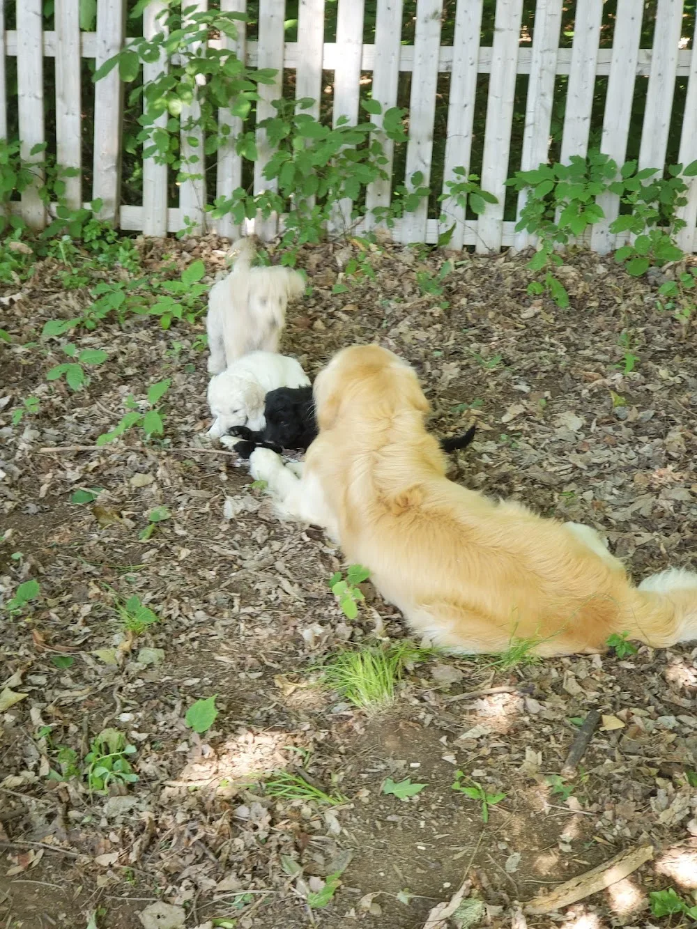 Chai Kennels - New Brunswick pet otel