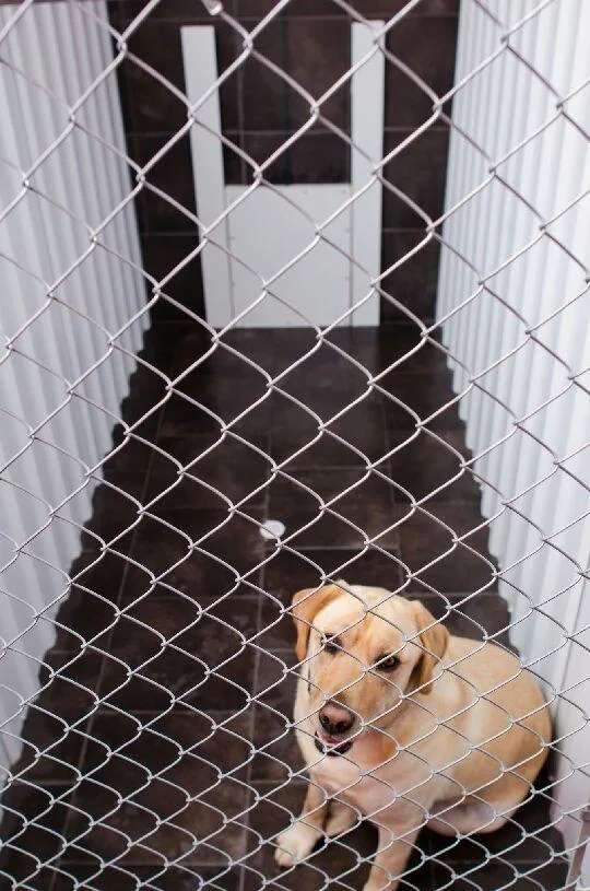 Clifton Royal Dog Boarding Kennels Ltd - New Brunswick pet otel görseli 3
