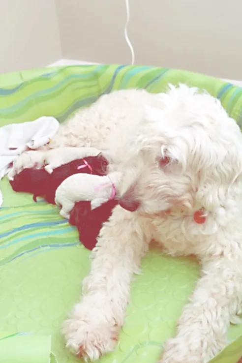 Hazy Daisy Doodles and Poodles Kennels - New Brunswick pet otel