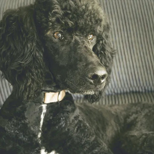 Hazy Daisy Doodles and Poodles Kennels - New Brunswick pet otel görseli 3
