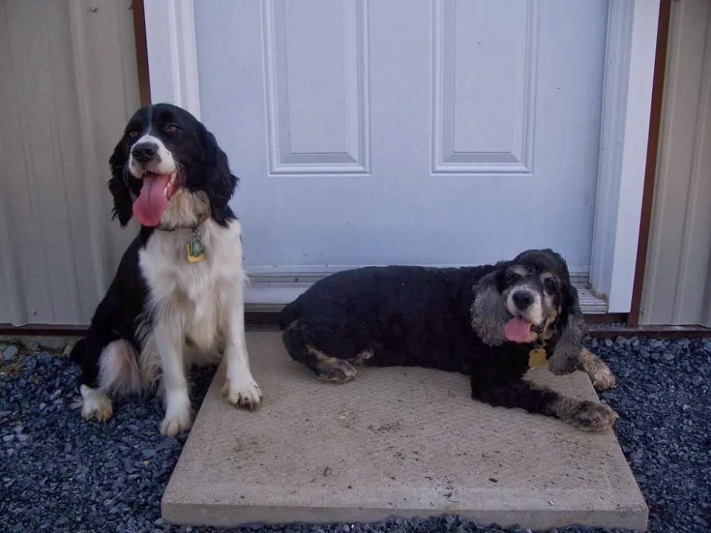 Heritage Farm Kennel - New Brunswick pet otel