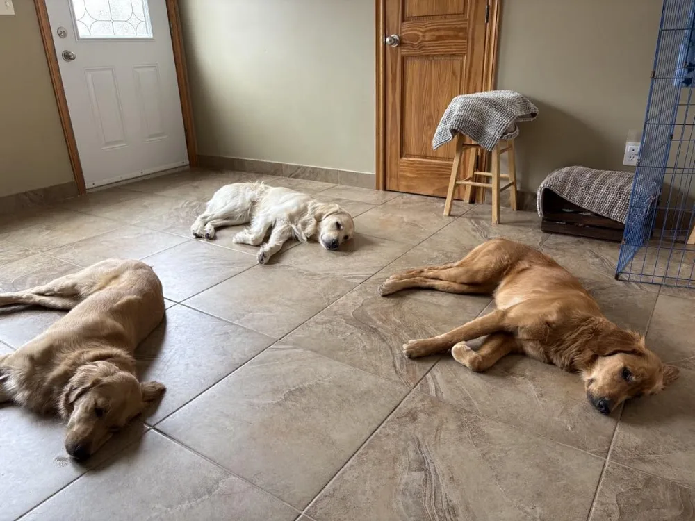K9 Stay N Play - New Brunswick pet otel
