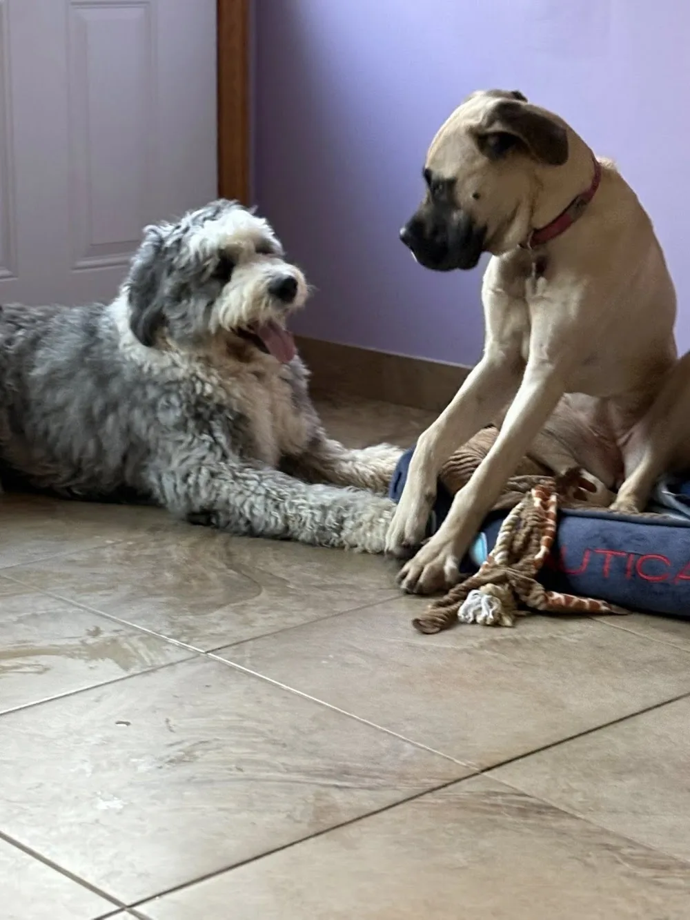 K9 Stay N Play - New Brunswick pet otel görseli 3