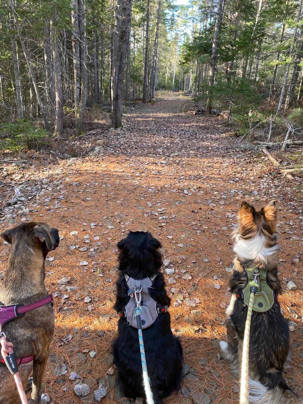LC Kennels Barks & Recreation - New Brunswick pet otel görseli 3