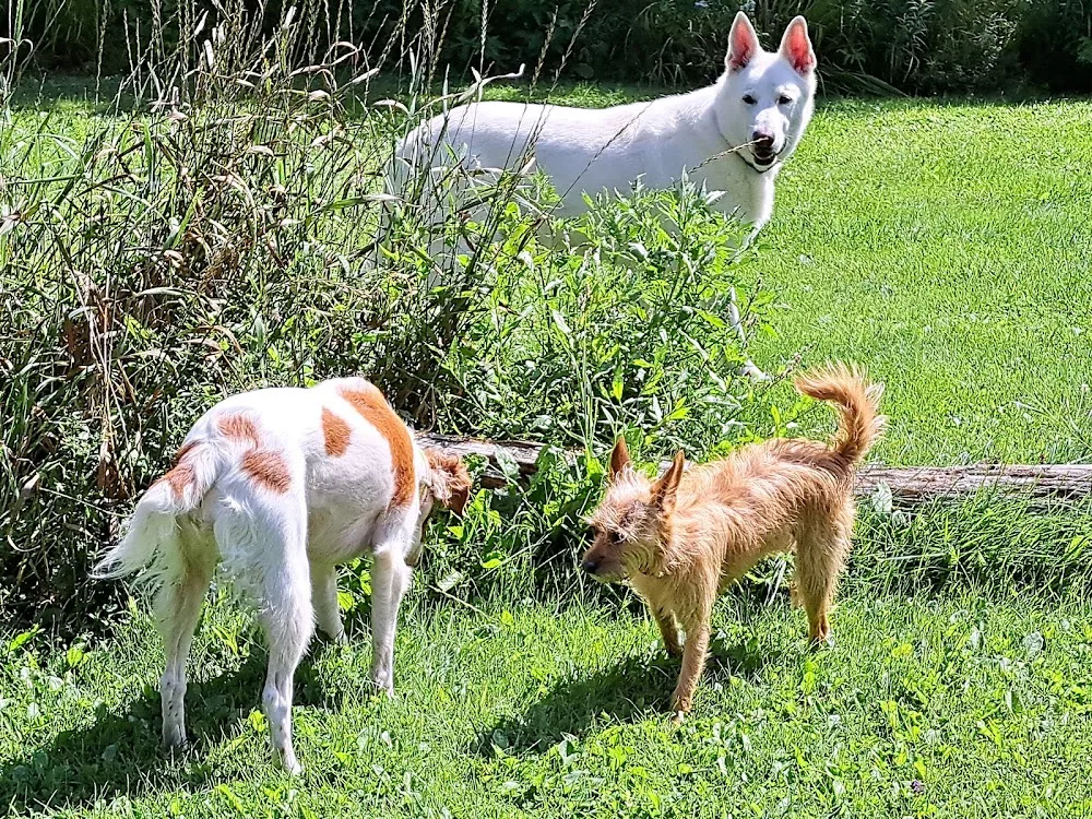 Little Village Vacation Resort for Dogs - New Brunswick pet otel