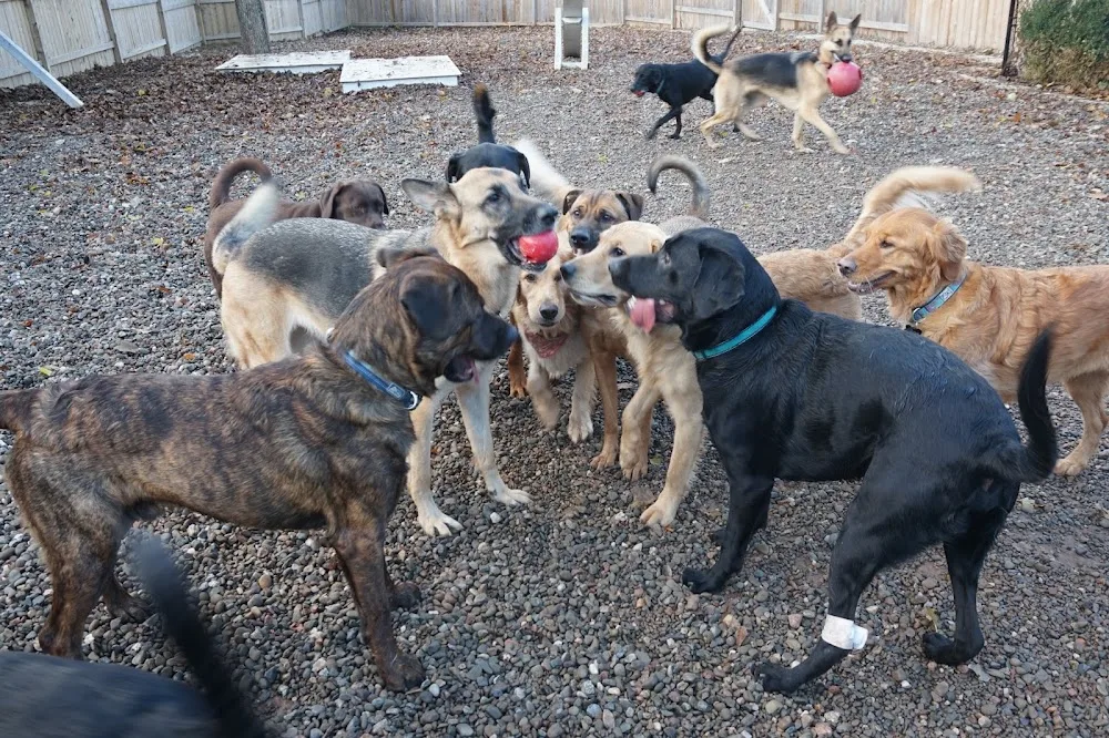Lovely Doggy House - Dog Daycare, Boarding and Grooming - New Brunswick pet otel görseli 2