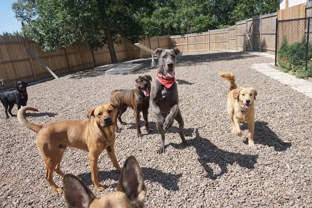 Lovely Doggy House - Dog Daycare, Boarding and Grooming - New Brunswick pet otel görseli 3