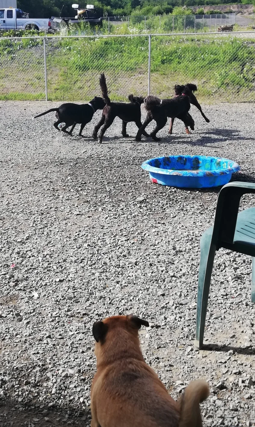 MACINTOSH KENNEL - New Brunswick pet otel görseli 3