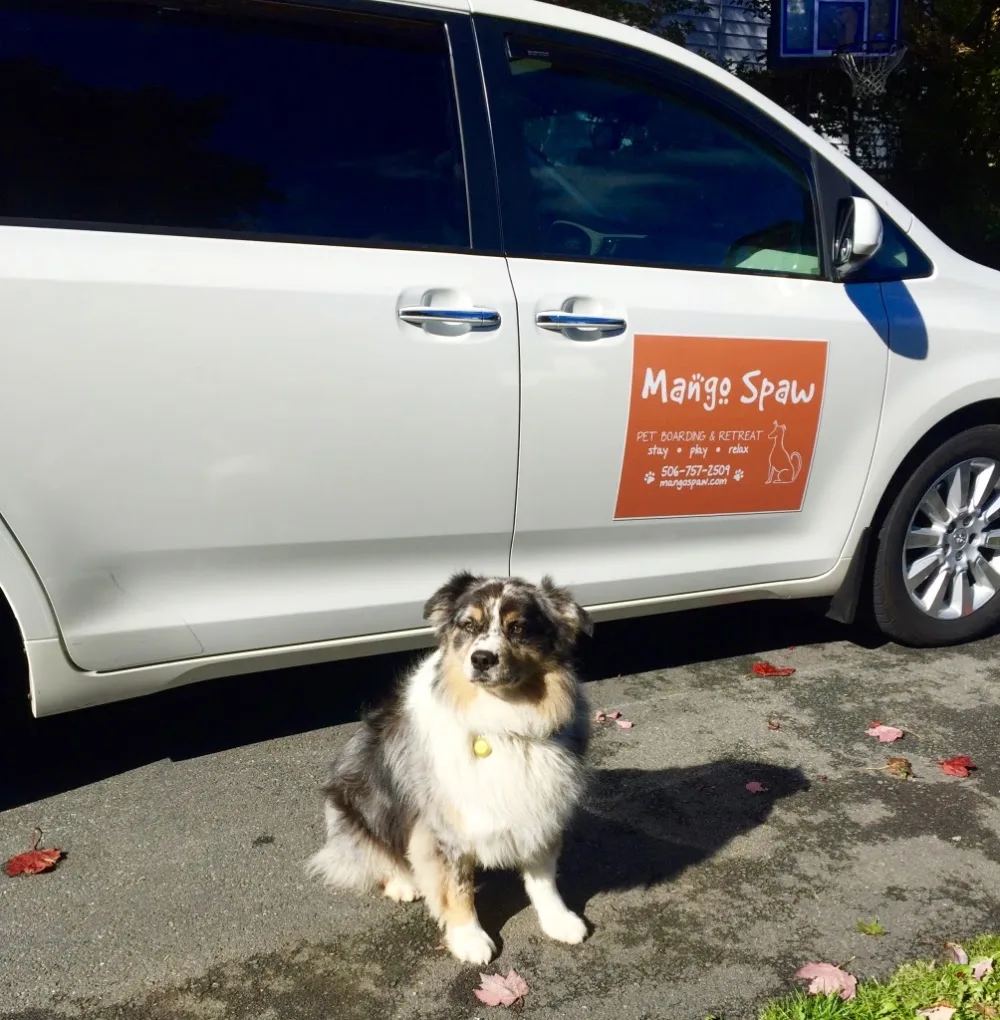 Mango Spaw and Services Inc - New Brunswick pet otel