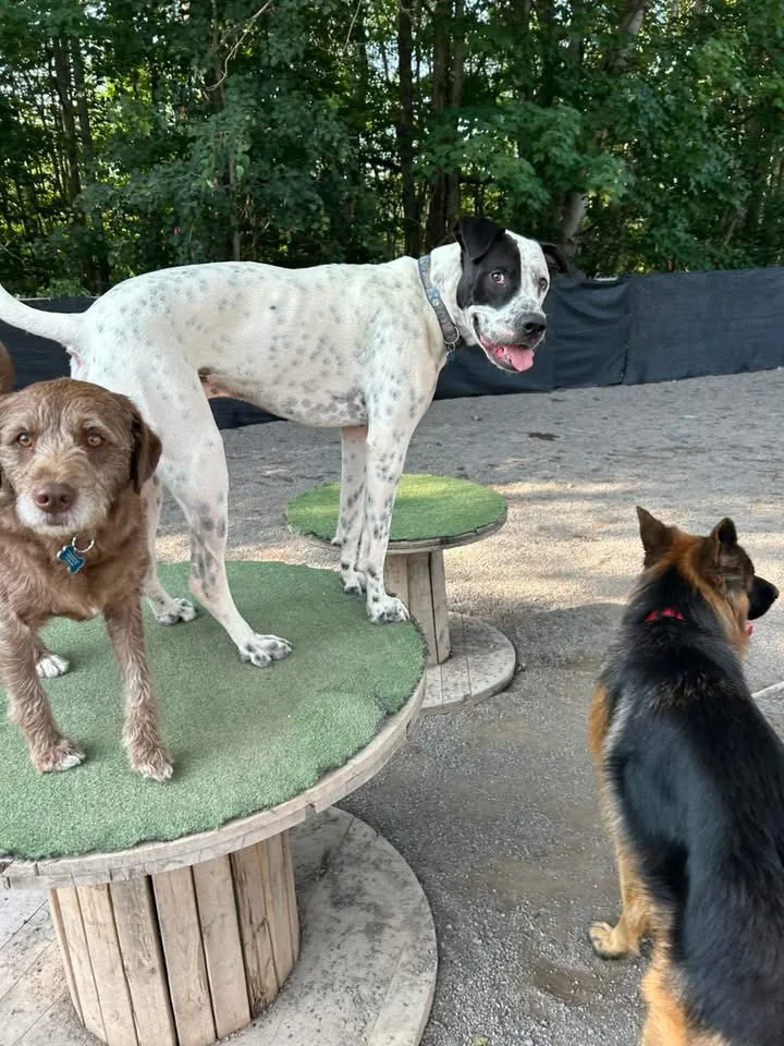 Marley and Friends Doggy Daycare & Boarding - New Brunswick pet otel