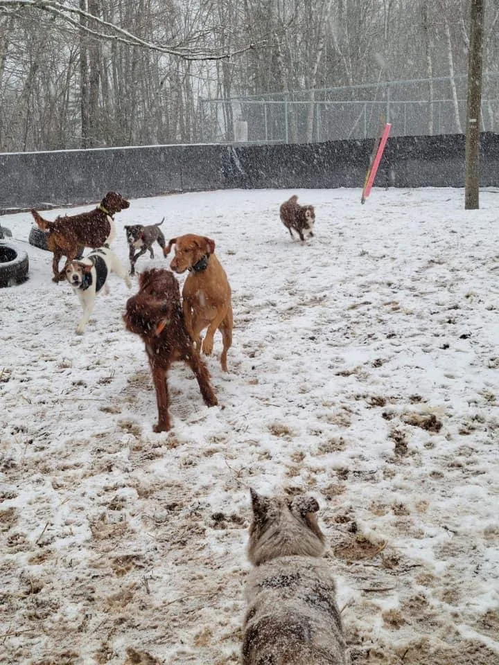 Marley and Friends Doggy Daycare & Boarding - New Brunswick pet otel görseli 3