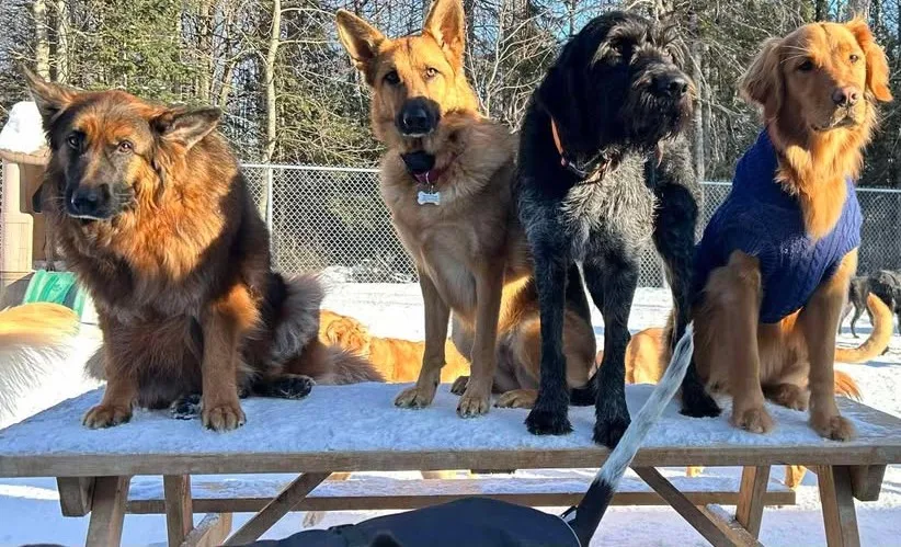 Mel's Waggin Tail Inn - New Brunswick pet otel