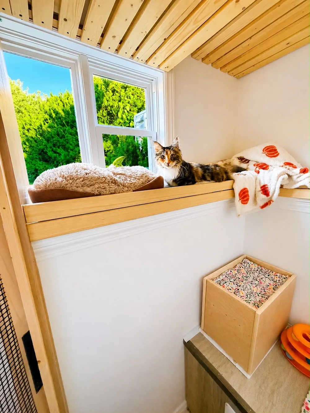 Meow Manor Cat Hotel & Boarding Fredericton - New Brunswick pet otel görseli 3
