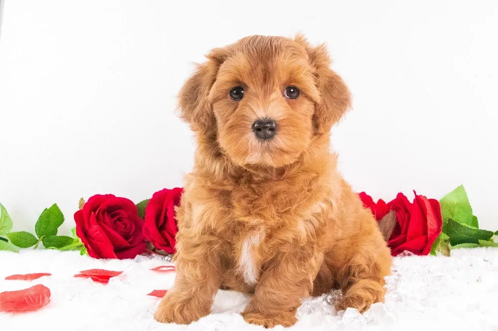 Paradise Kennel - New Brunswick pet otel
