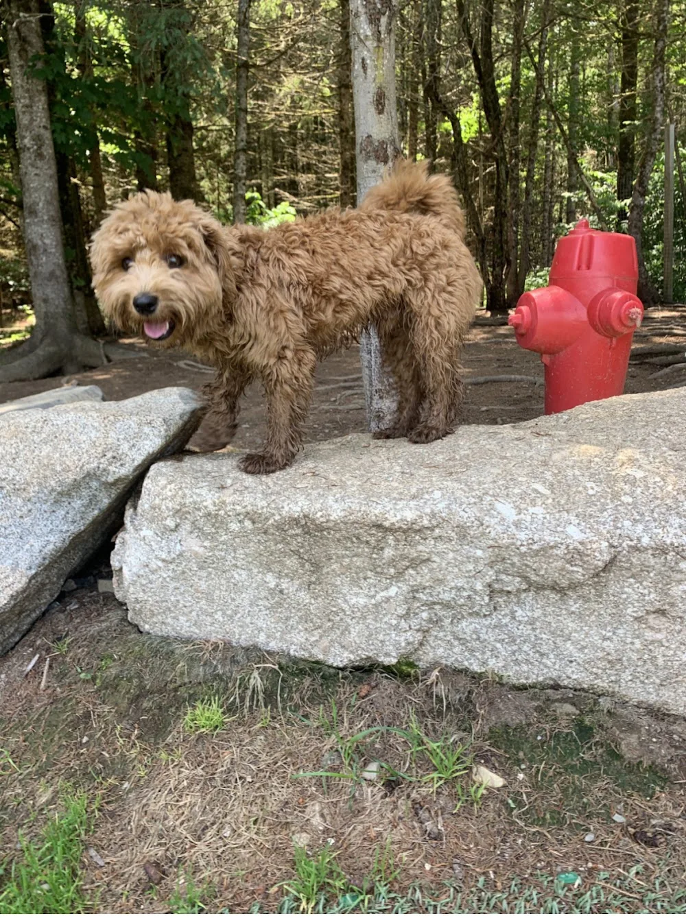 Paw & Order - New Brunswick pet otel
