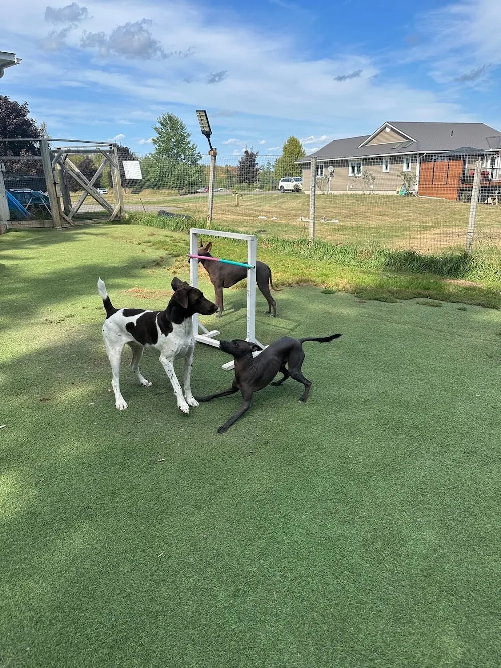 Paw & Order - New Brunswick pet otel görseli 3