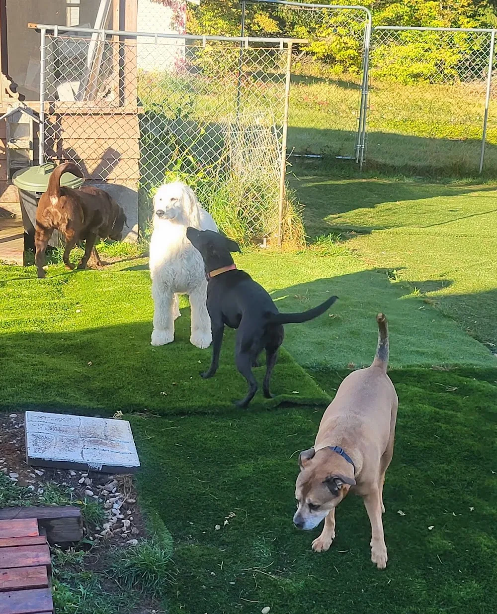 Paws world pet resort - New Brunswick pet otel
