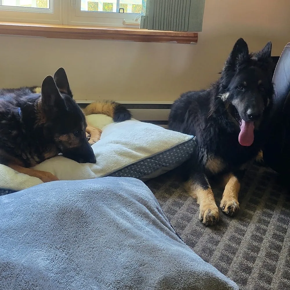 Paws world pet resort - New Brunswick pet otel görseli 3