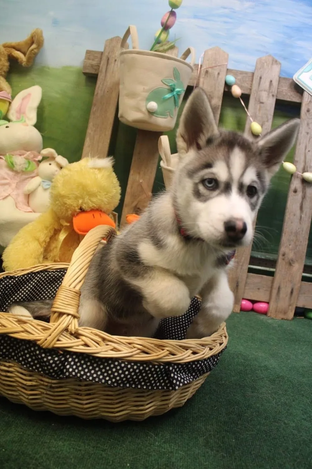 Pawsitive Daycare - New Brunswick pet otel görseli 3