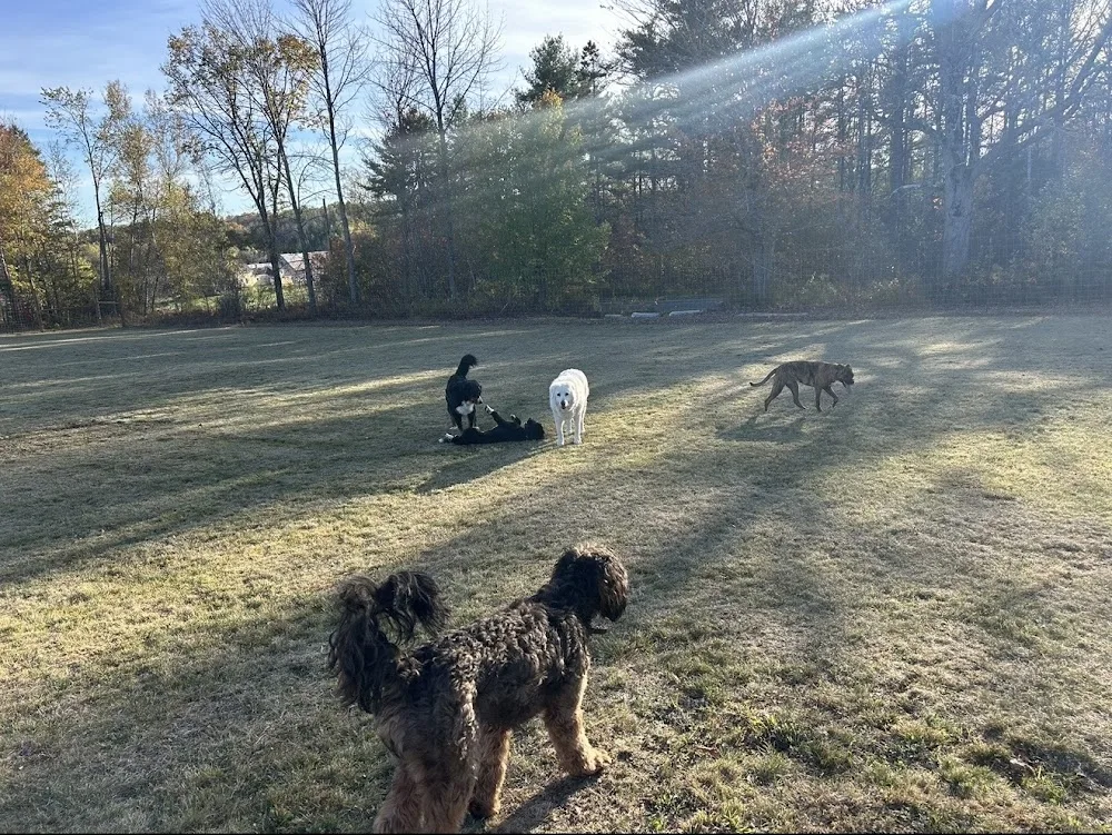 R&R Dog Boarding - New Brunswick pet otel