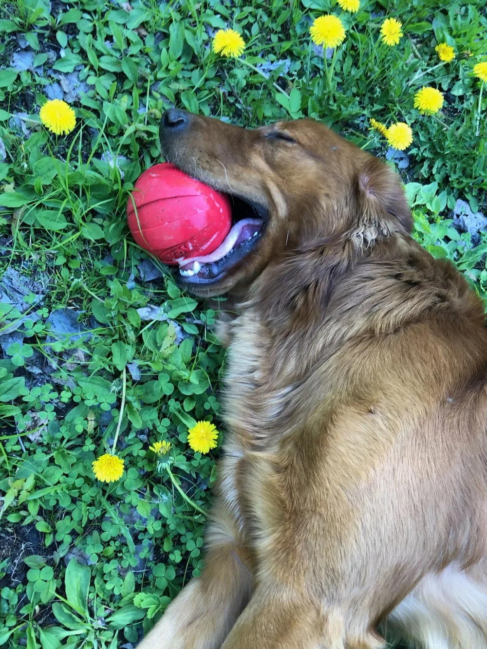 Solid Gold Pet Resort - New Brunswick pet otel