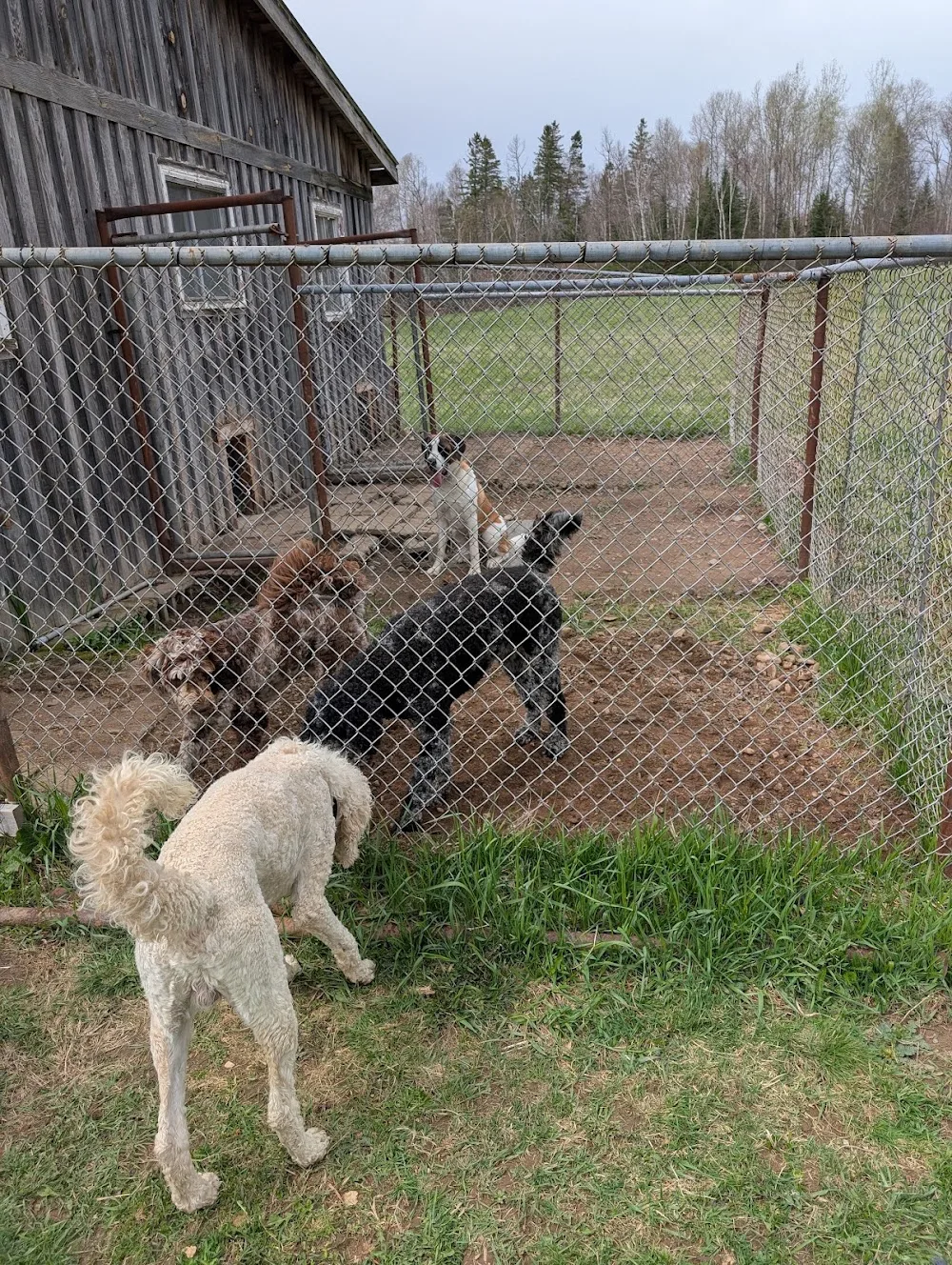 Stephenson kennel - New Brunswick pet otel