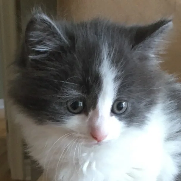 The Magic Touch Pet Grooming and Cattery - New Brunswick pet otel görseli 4